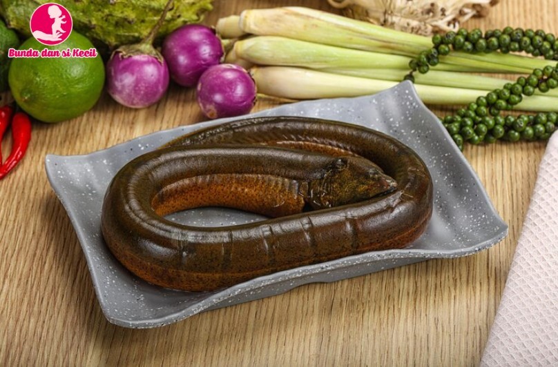 Belut untuk MPASI: Superfood Kaya Nutrisi yang Sering Terabaikan untuk Tumbuh Kembang Bayi